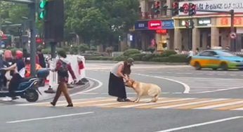 Al centro della strada il cucciolo prende drastica decisione – il VIDEO