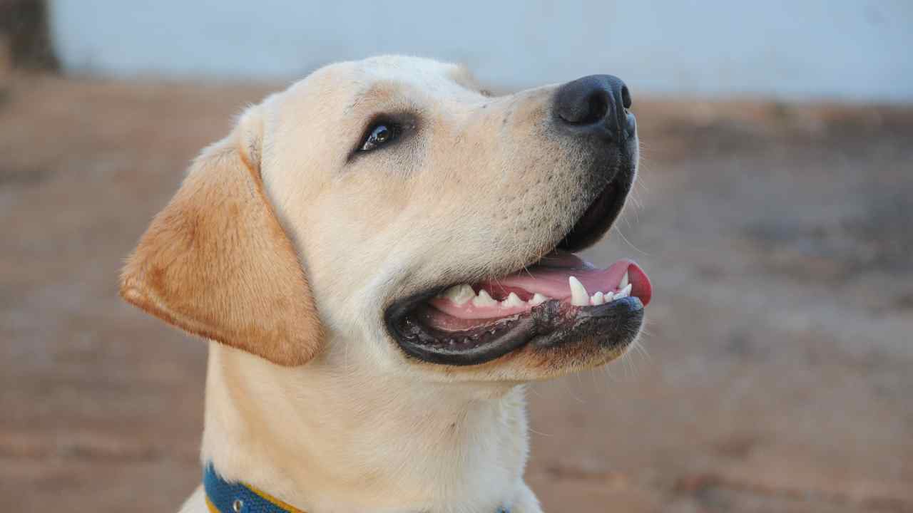 Labrador cane attraversamento pedonale