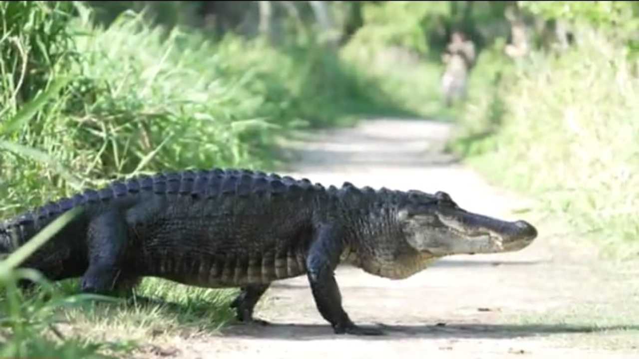 video alligatori