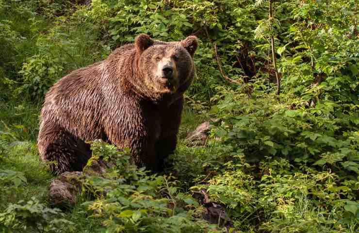 orso in città