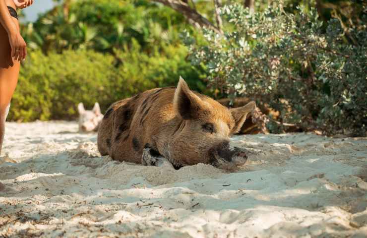 Pig Beach Bahamas maiali spiaggia ipotesi