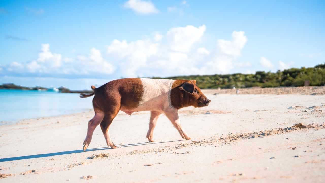 Chi ha portato maiali isola dei maiali Bahamas