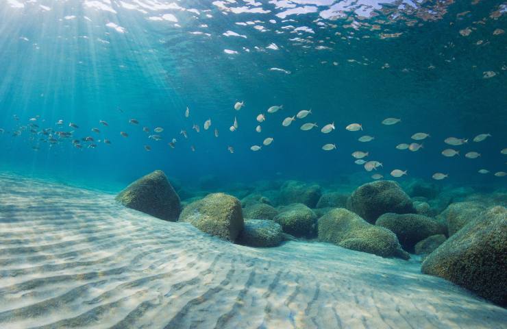 mar mediterraneo pesci inquinati plastica