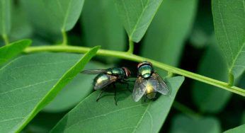 Mosche e cotone: il rimedio super efficace per mandarle via. Provaci