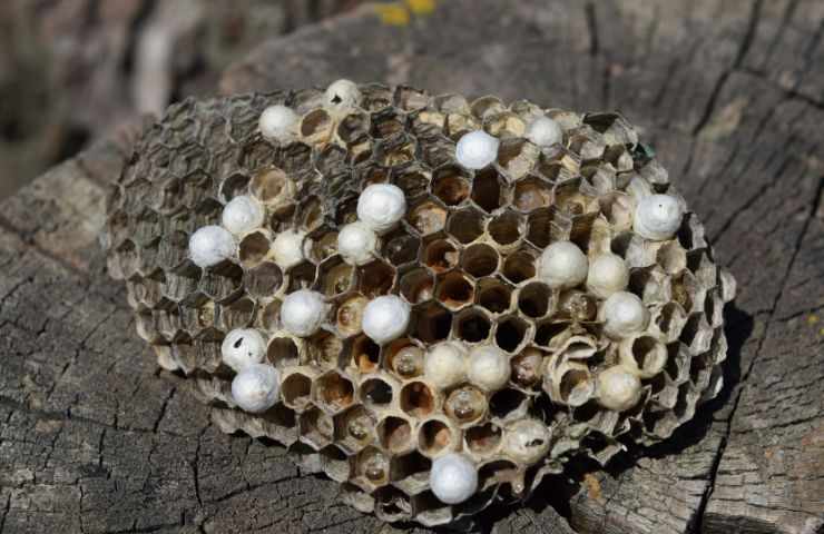 nido di calabroni come fare 
