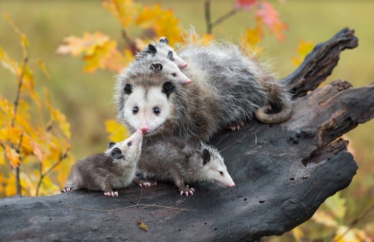 Opossum si finge morto