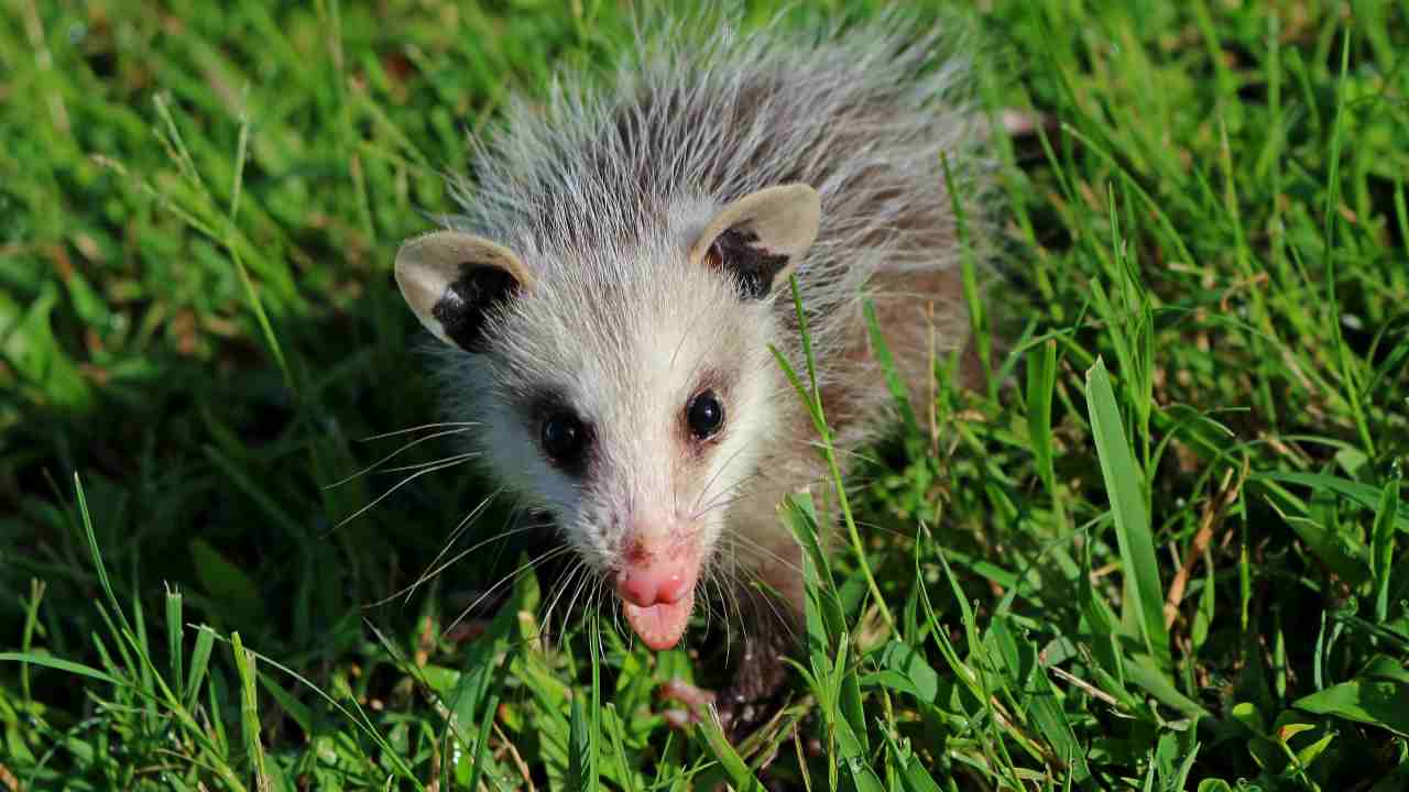 Video opossum si finge morto