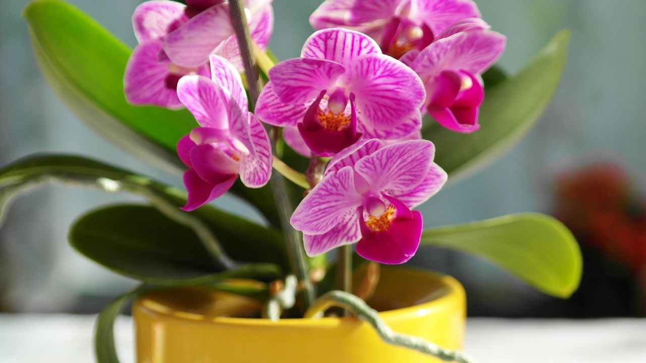 orchidee radici scure metodo