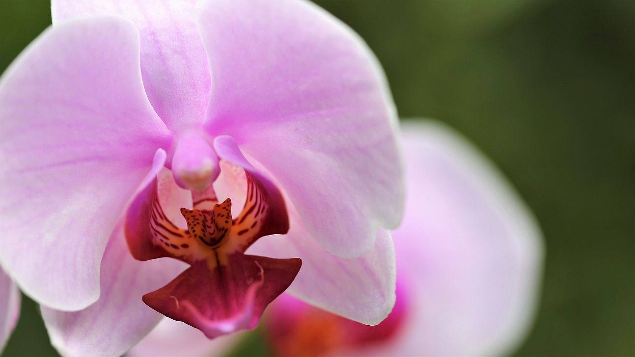 orchidea pianta 