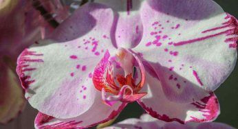 Orchidea e foglie secche: il gesto indispensabile