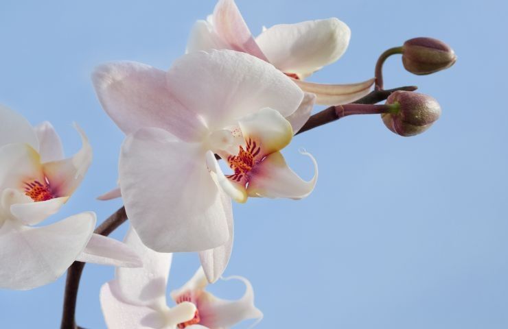 orchidea cura consigli radici