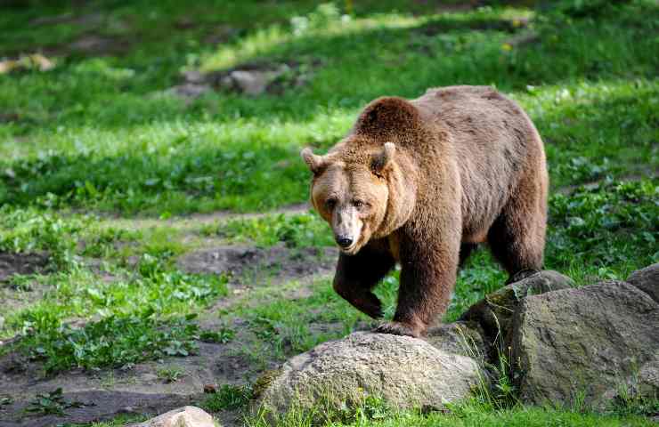 Attacco orso