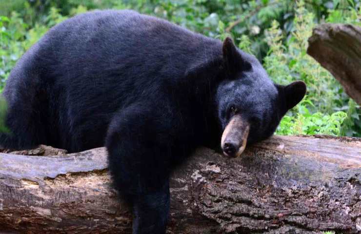 Orso nero dentro Suv