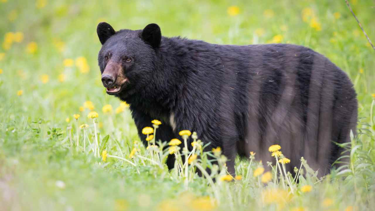 Orso nero dentro Suv video intervento