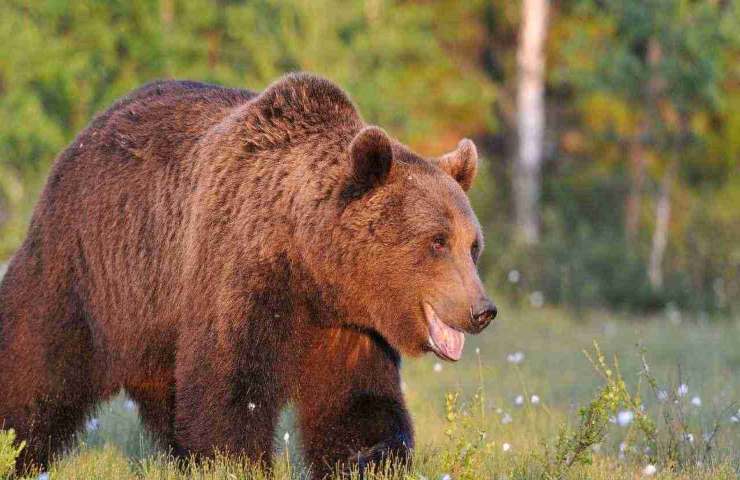 Cuccioli orso mamma filmato divertente