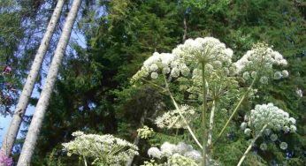 Si ustiona una mano toccando una pianta: l’incubo in vacanza
