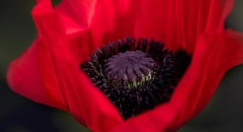 Acqua di San Giovanni: prepara gli ingredienti la notte adatta si avvicina