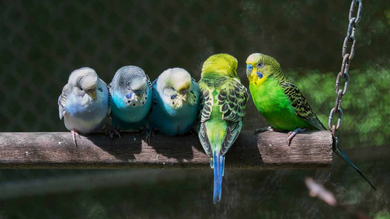 Fotografo arrestato foresta