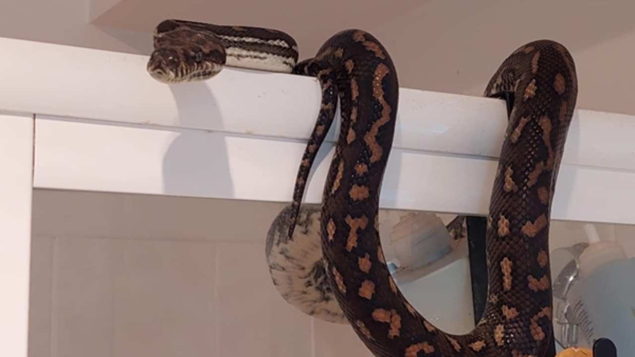 “I was sitting on the toilet,” a snake finds itself in the most unimaginable place ..