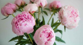 Peonia, coltivarla in giardino o in vaso: tutti i suggerimenti utili