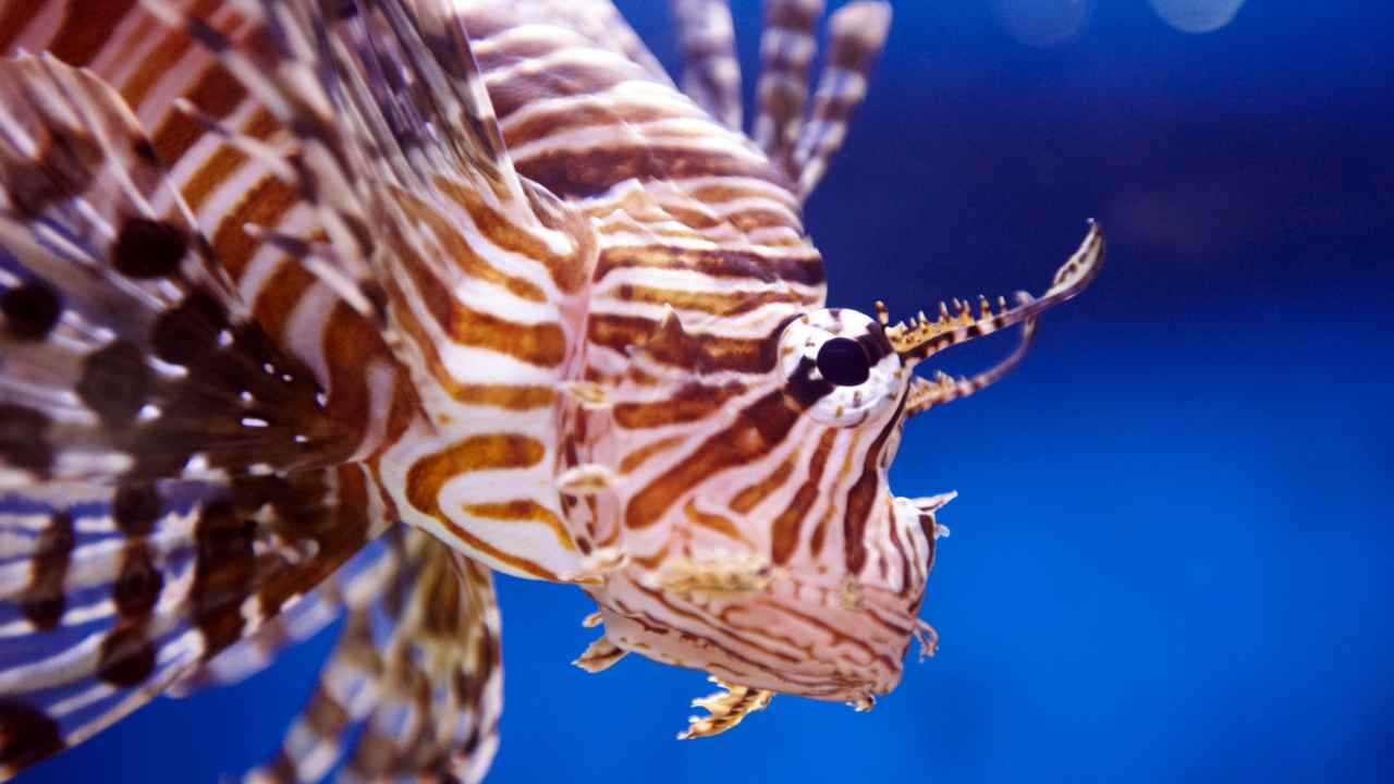 Crotone trovato Pesce leone mare pescatore