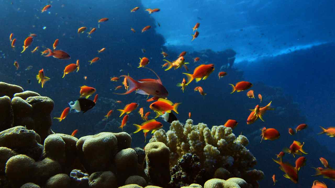 Trattato storico protezione biodiversità marine