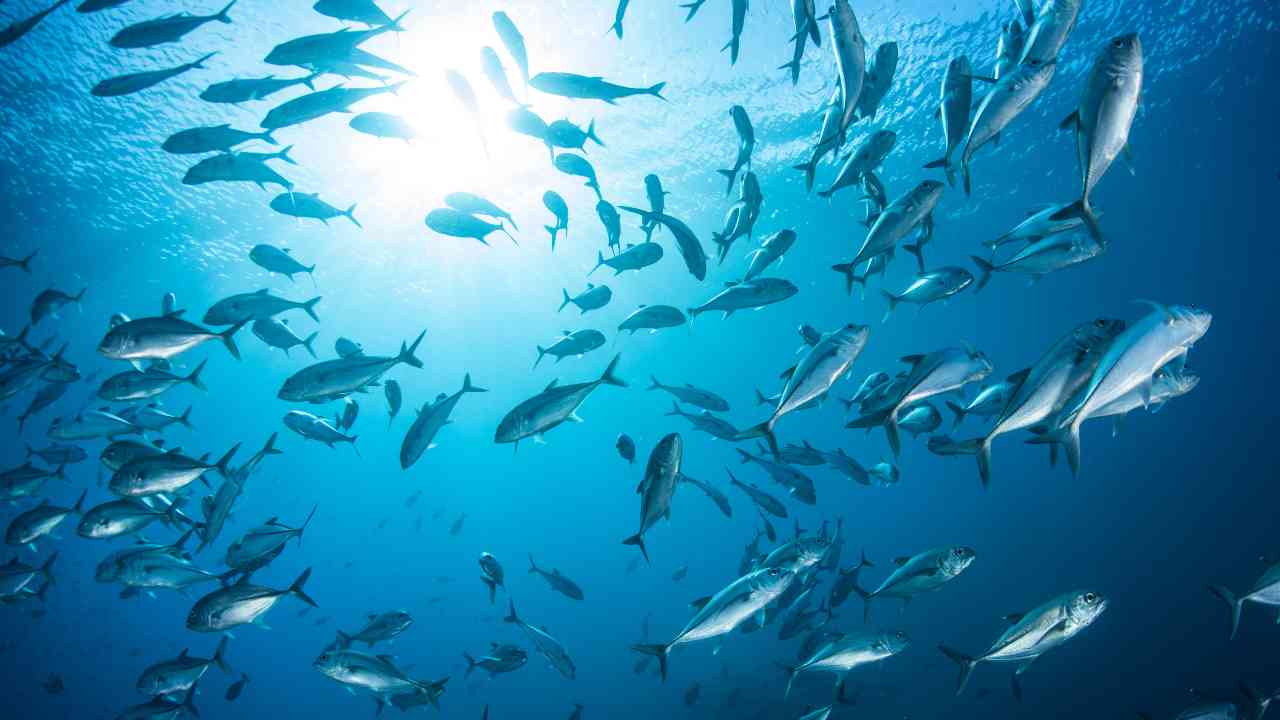pesci varietà a rischio