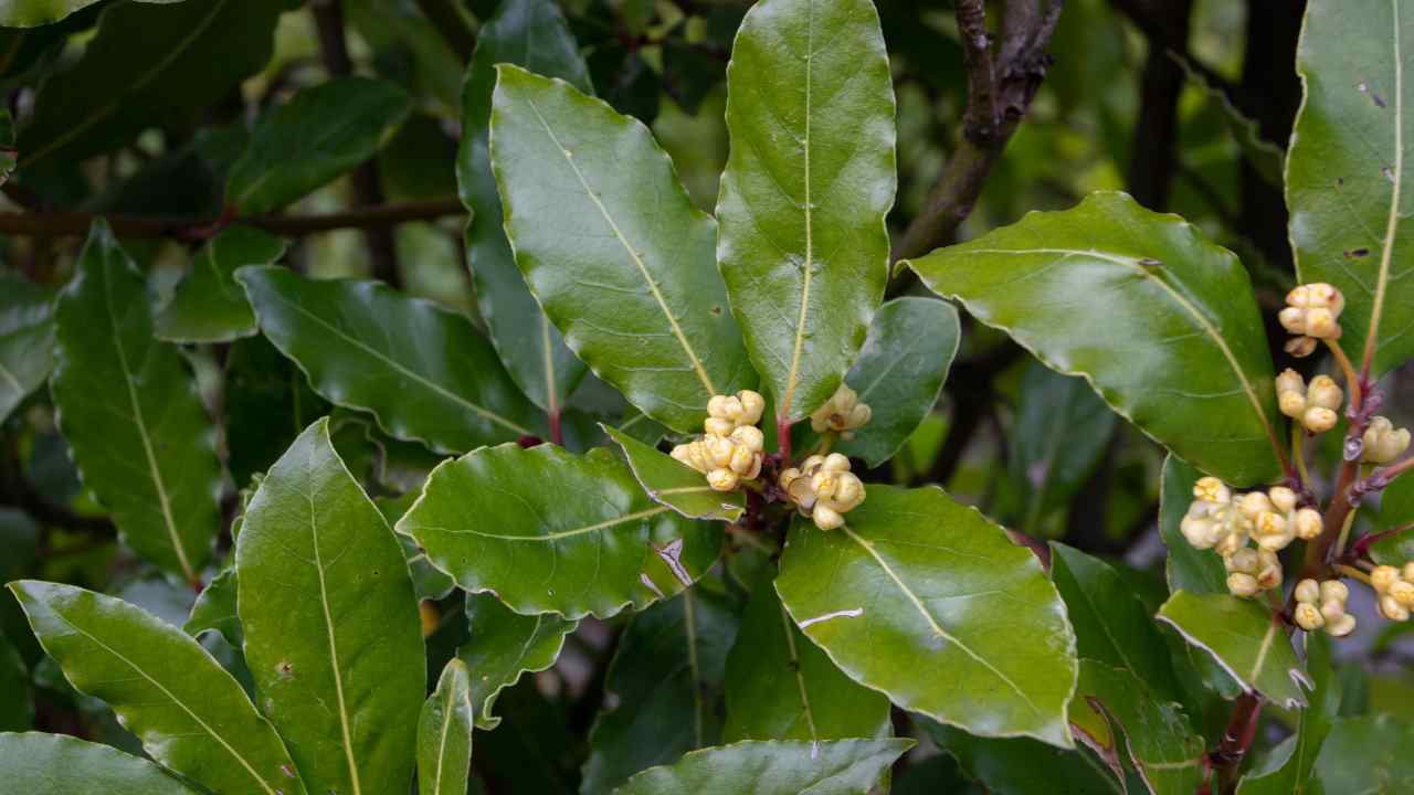 insetti rimedi naturali