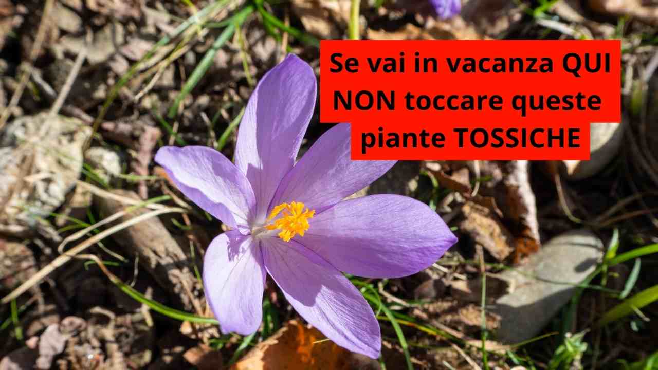 Se Vai Qui In Vacanza Non Toccare Queste Piante Sono Tossiche se-vai-qui-in-vacanza-non-toccare-queste-piante-sono-tossiche