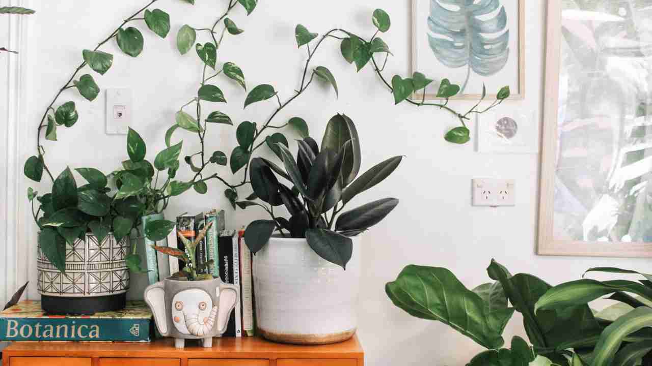 Piante interno poca luce acqua pothos kentia