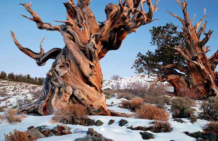 Albero 5mila anni White Mountains California