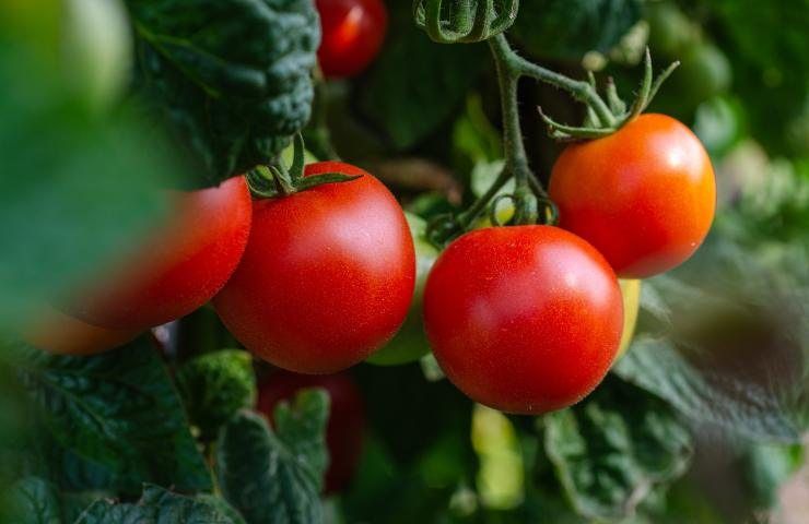 pomodoro potatura inferiore 