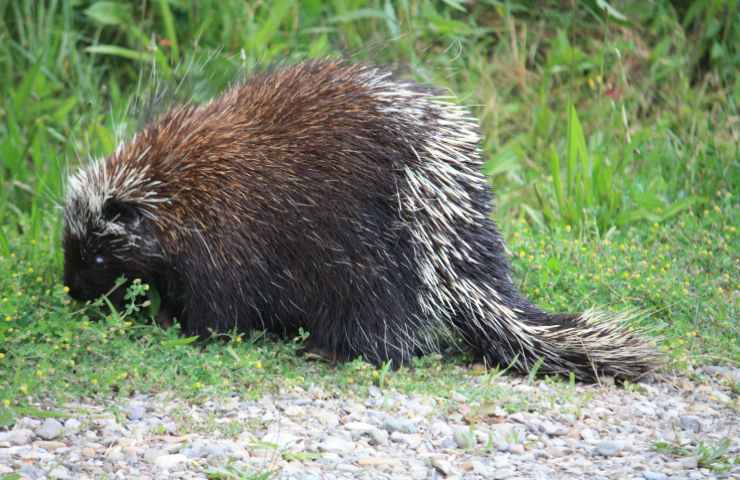 Animali carini ma pericolosi