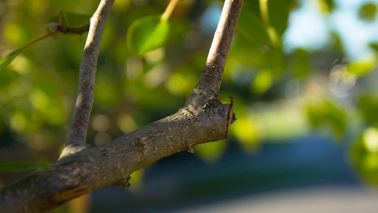 Potatura verde cosa è come si fa a cosa serve