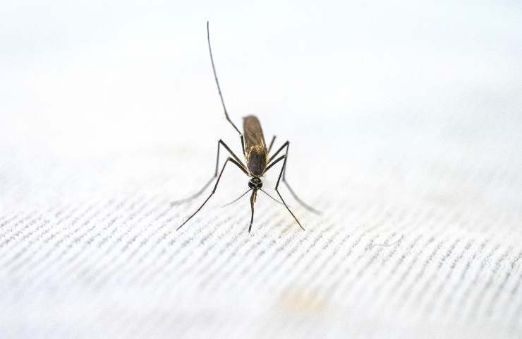 Una zanzara: sempre più un pericolo
