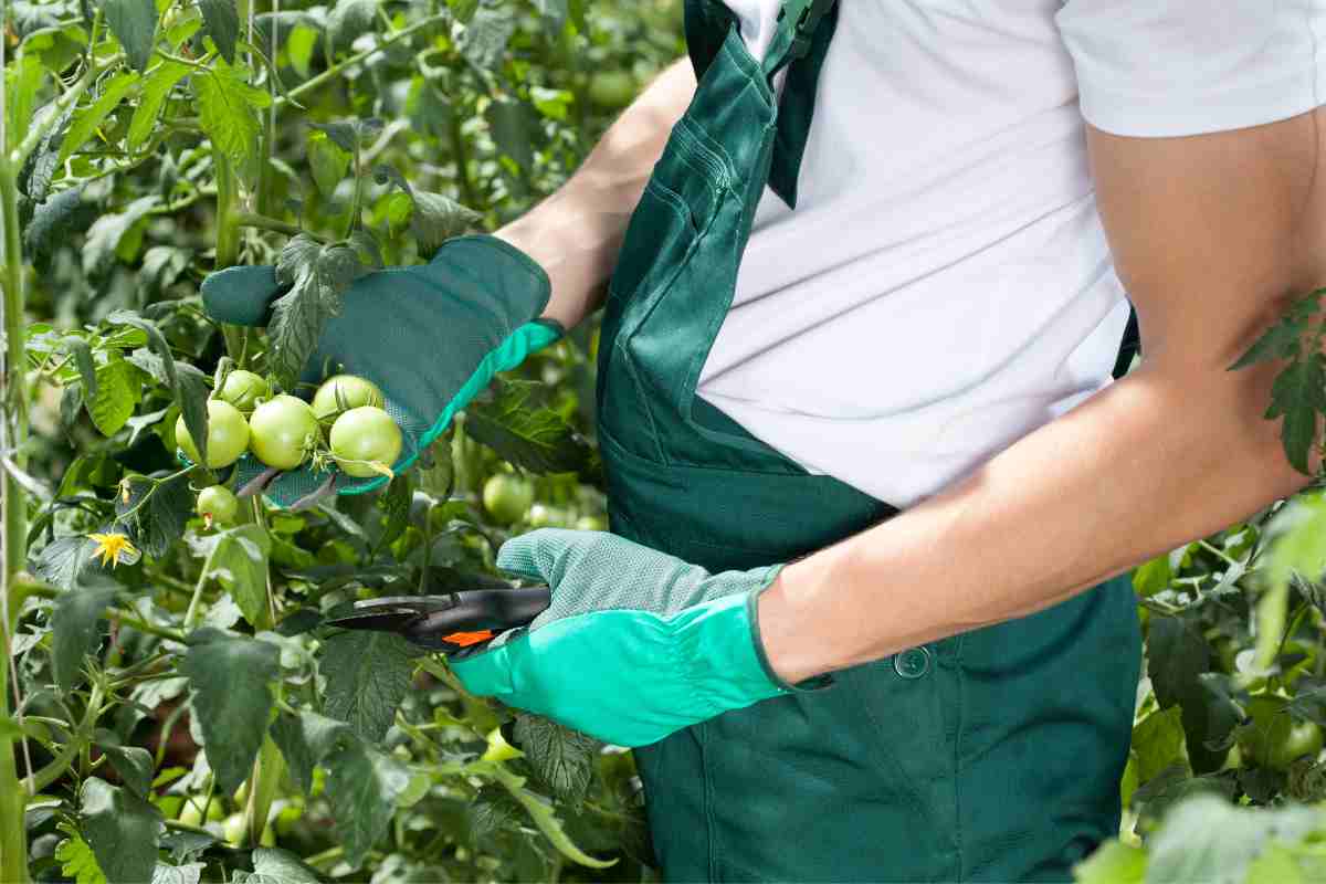 Quali sono le foglie da togliere ai pomodori e a che serve la sfemminellatura