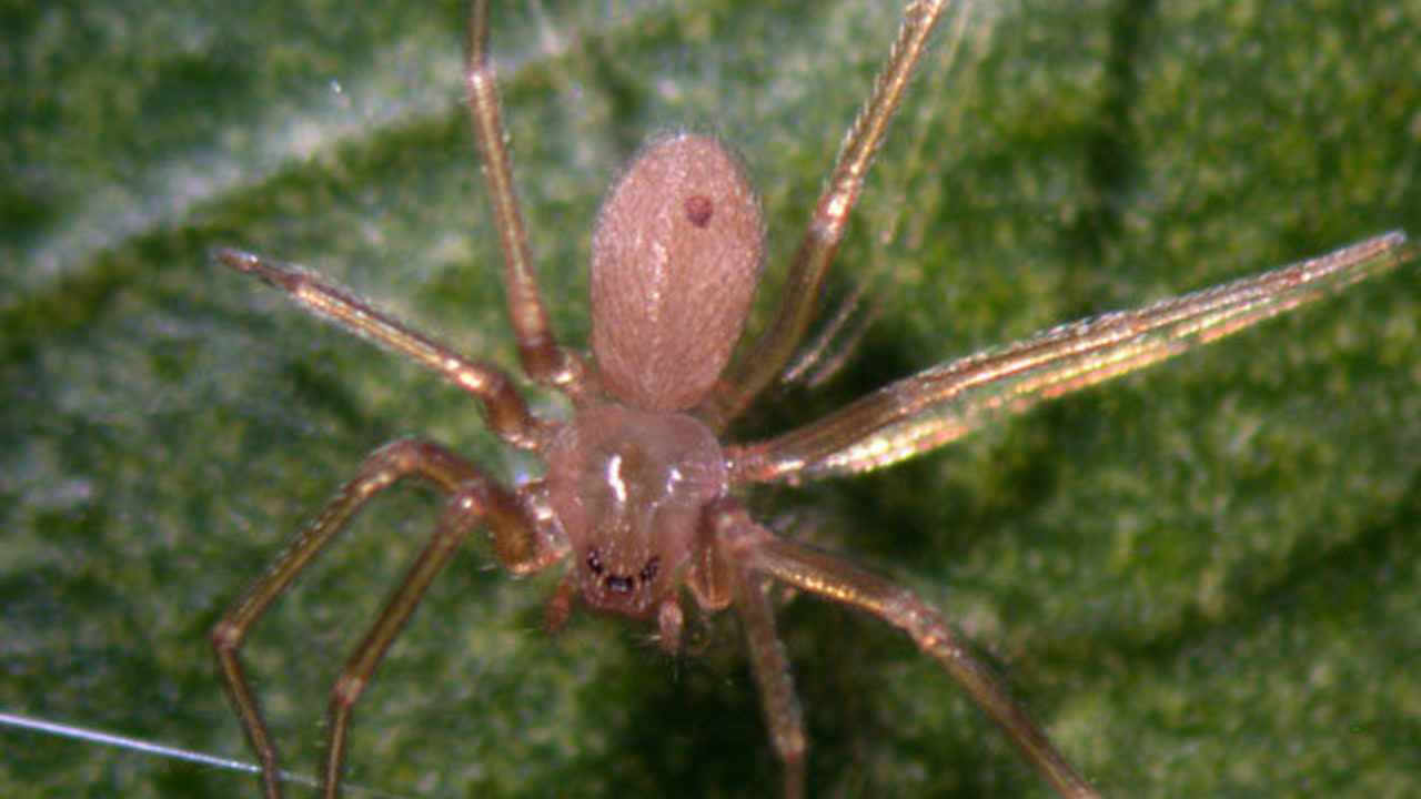 Menta piperita eucalipto repellenti ragno violino