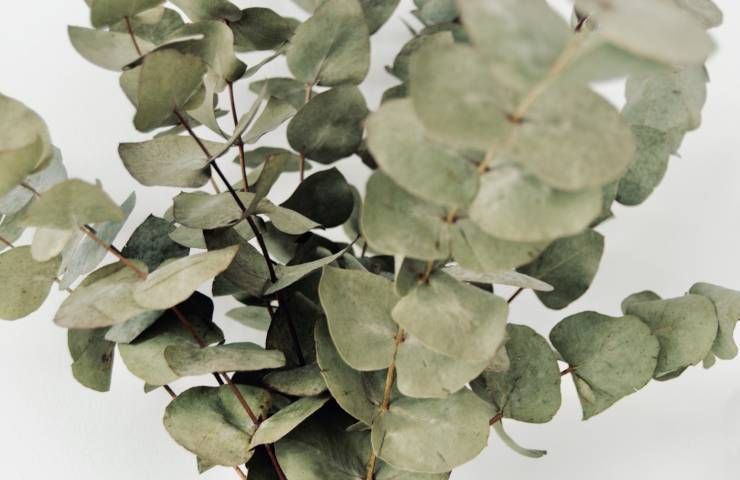 Olio essenziale pianta eucalipto casa repellente ragno violino