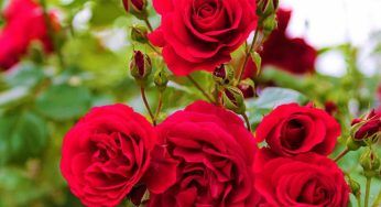 Rose, fai in modo che duri più a lungo la fioritura: puoi fare questo