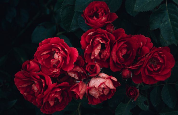 rose rosse giardinaggio guida 