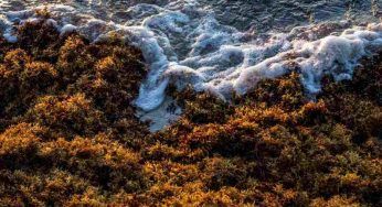 Distesa immensa di alghe sulle spiagge della nota località turistica: le conseguenze