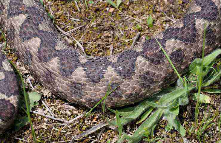 Come capire serpente giardino