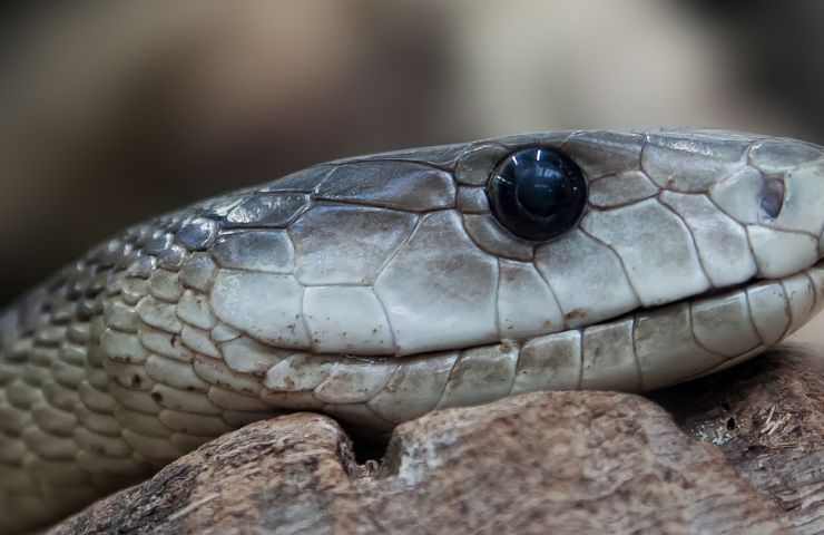 vola un serpente in testa signora spaventata 