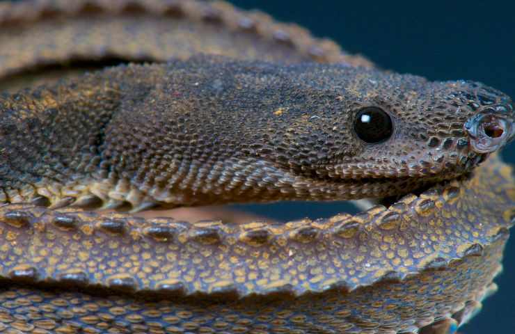 centro storico donna si spaventa aveva un serpente in testa 