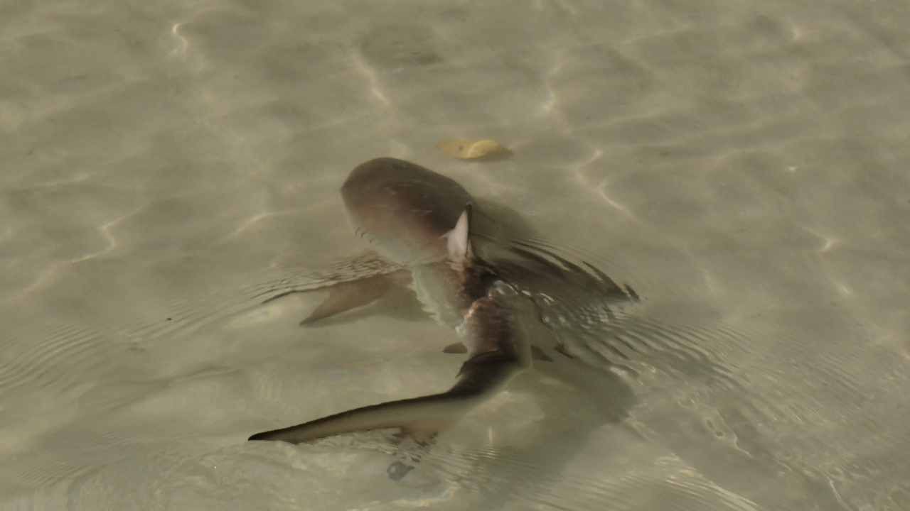 Squalo uccello pesciolino video