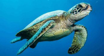 Tartarughe marine, Legambiente: aumentano le nidificazioni in Italia