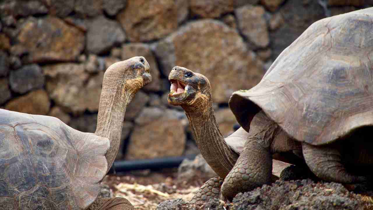 Tartaruga Galapagos animale longevo 200 anni età