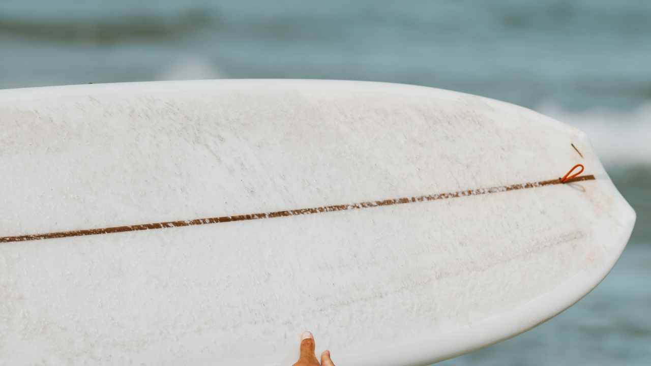 Video surfista assalito foca