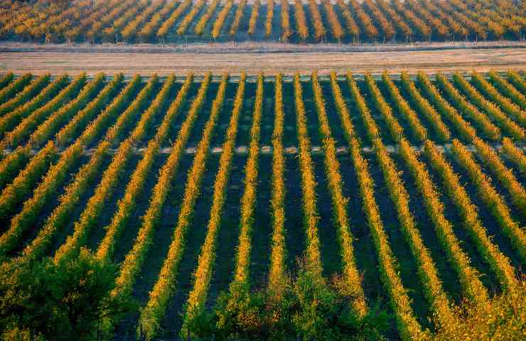 Terreno agricolo chi è esente dal pagare l'IMU