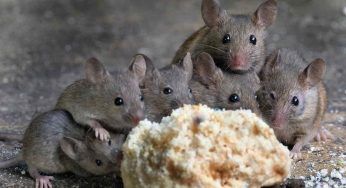 Topi, tienili alla larga dal cibo: come fare